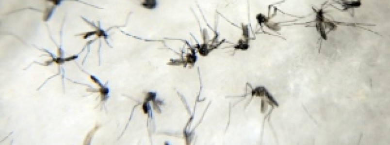Casos confirmados de dengue diminuem em BH após correção no sistema da Secretaria de Saúde